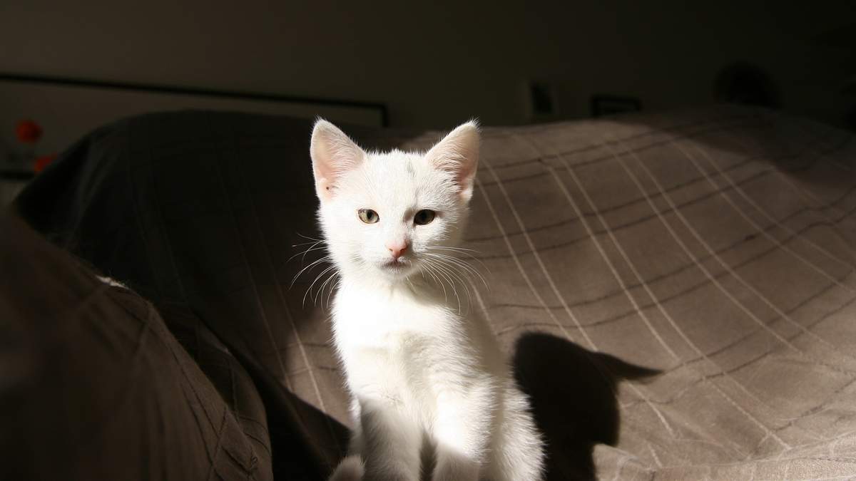 治愈系手绘可爱小猫咪手机壁纸 第一辑图片