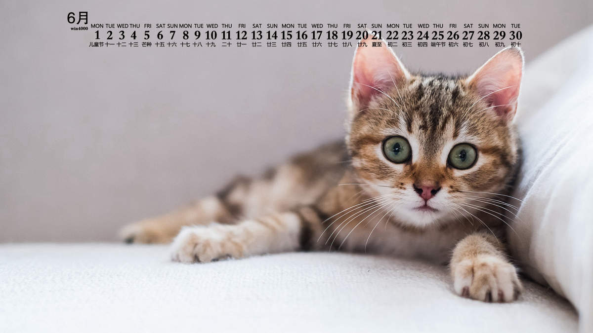 小猫头像图片 萌宠猫咪头像图片图片