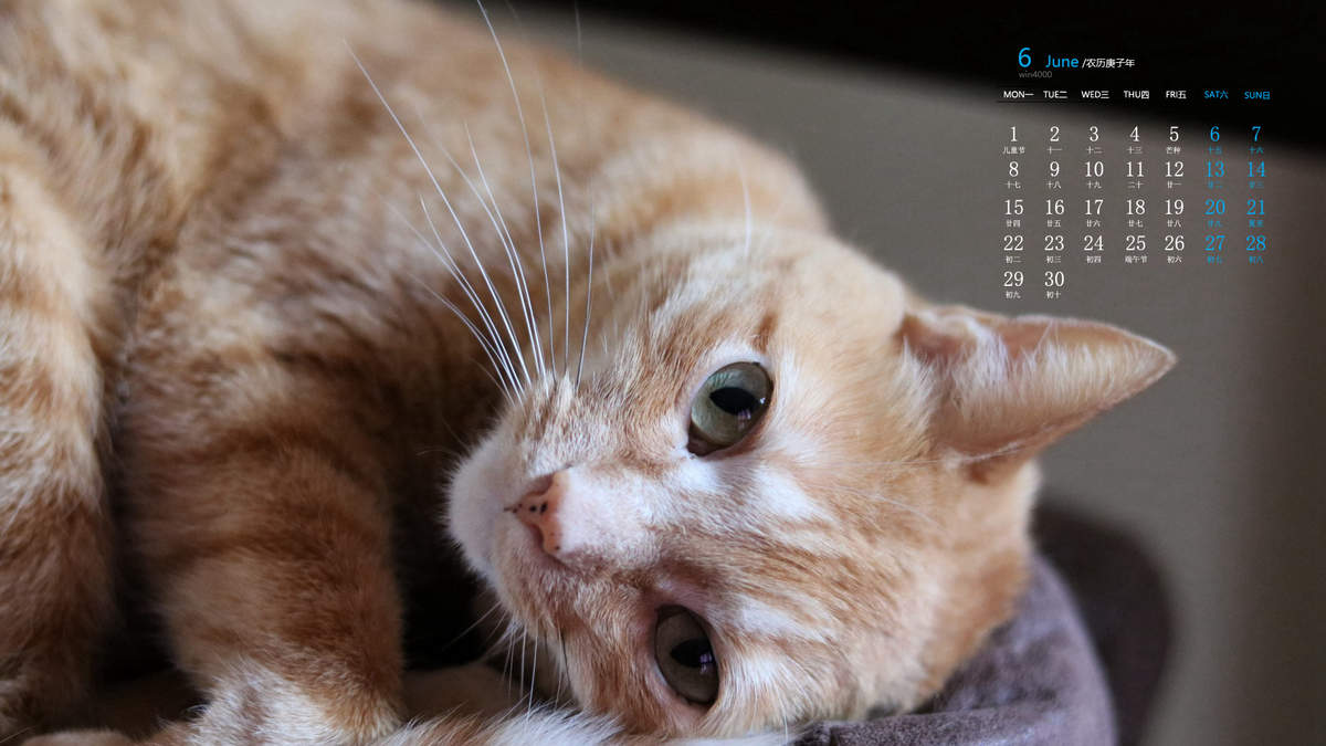 微信萌宠小猫咪头像图片图片