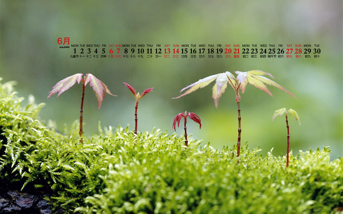 唯美清新绿色植物花卉高清摄影素材图片欣赏图片