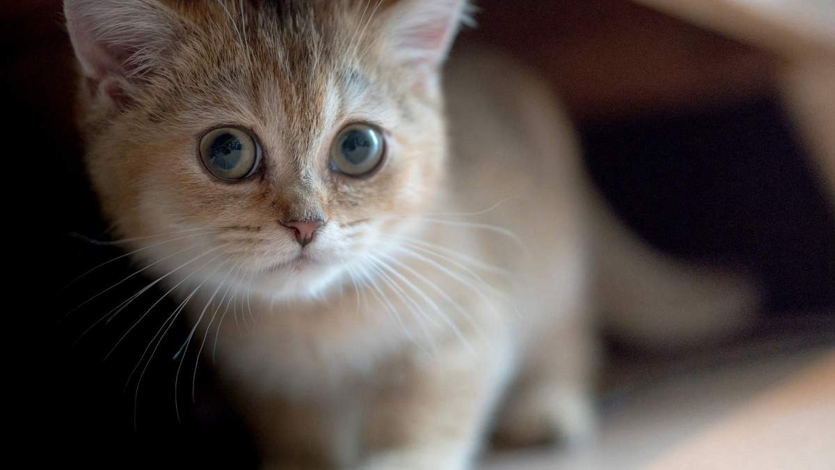 微博漫画家郭斯特的猫可爱动物写真图片图片