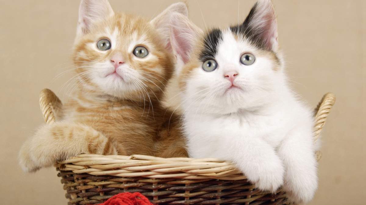 微博漫画家郭斯特的猫可爱动物写真图片图片