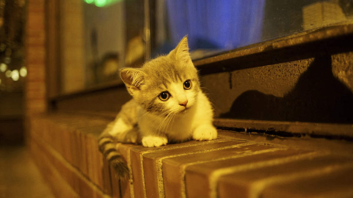 微博漫画家郭斯特的猫可爱动物写真图片图片