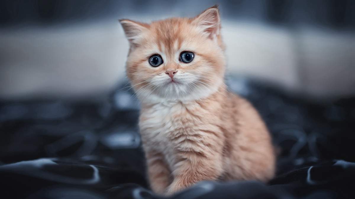 可爱软萌猫咪桌面壁纸图片