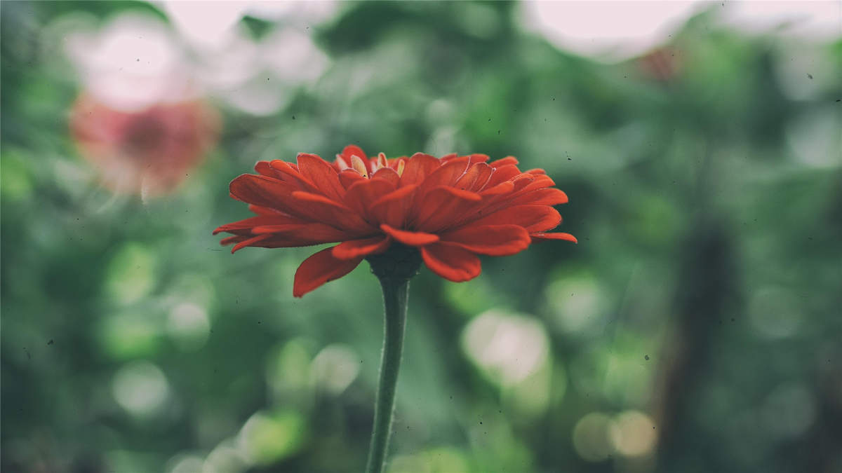 精选菊花图片高清电脑桌面壁纸图片