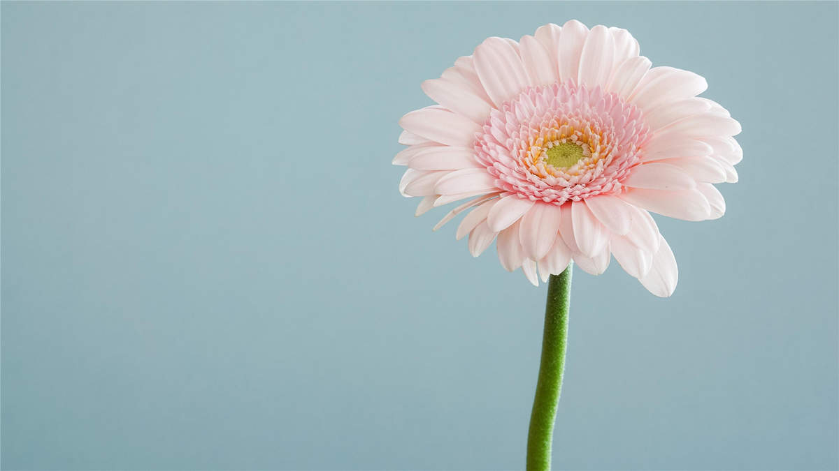菊花图片