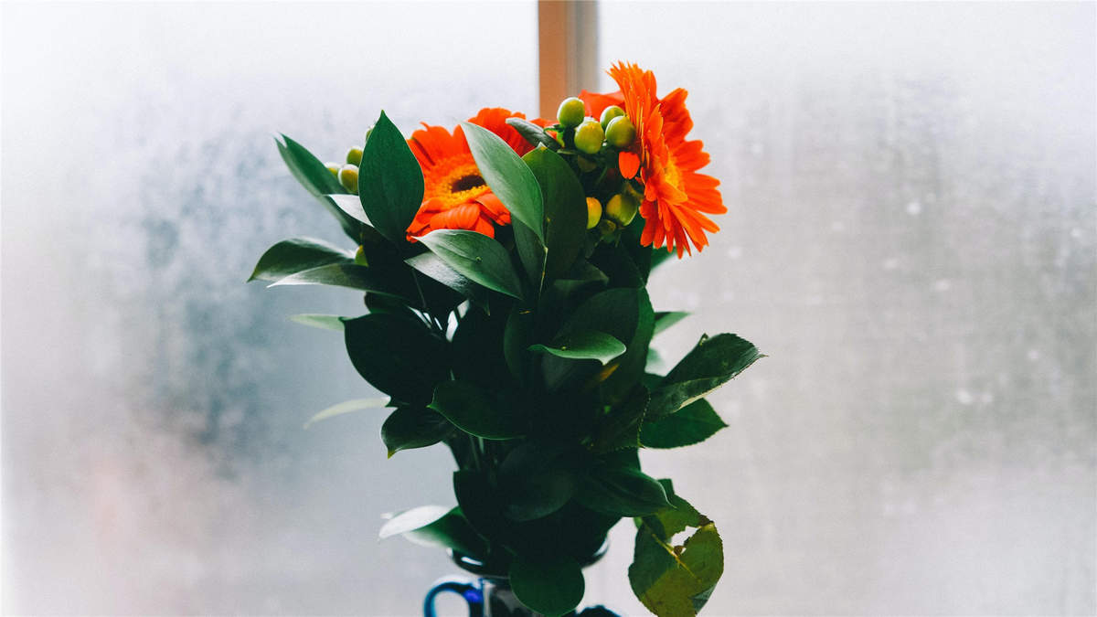 菊花图片