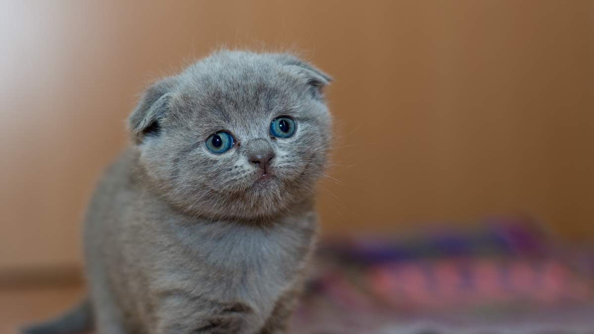 微博漫画家郭斯特的猫可爱动物写真图片图片