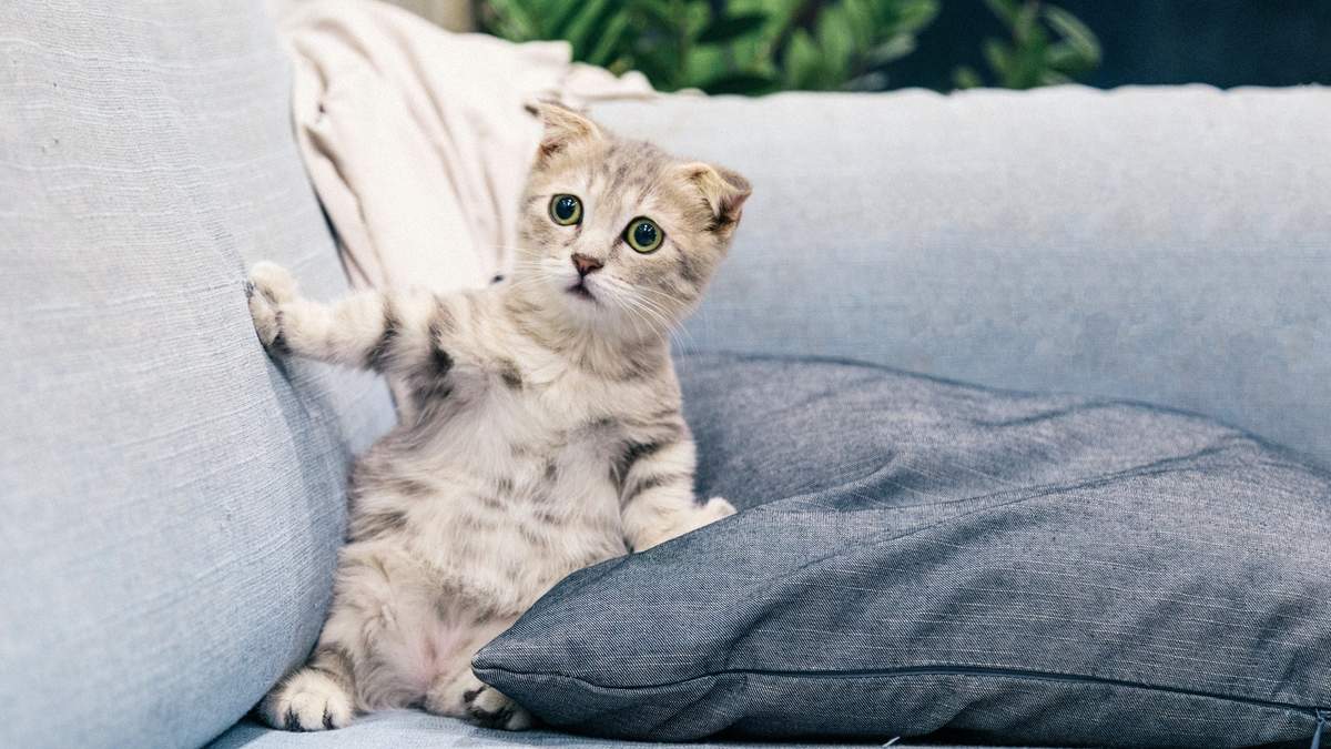 可爱小猫高清唯美桌面壁纸图片