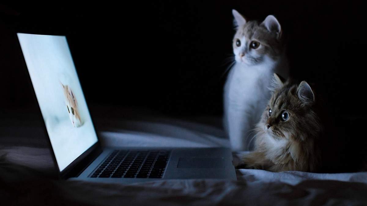 乖巧软萌的猫咪桌面壁纸图片