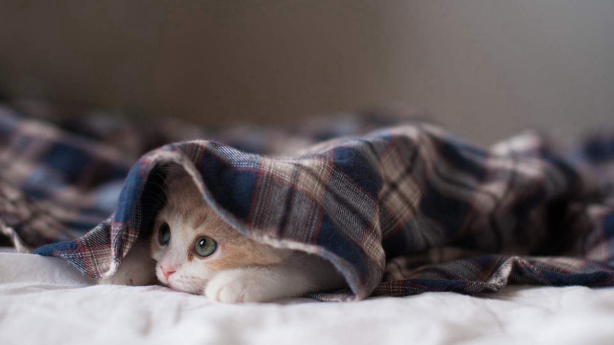 乖巧软萌的猫咪桌面壁纸图片