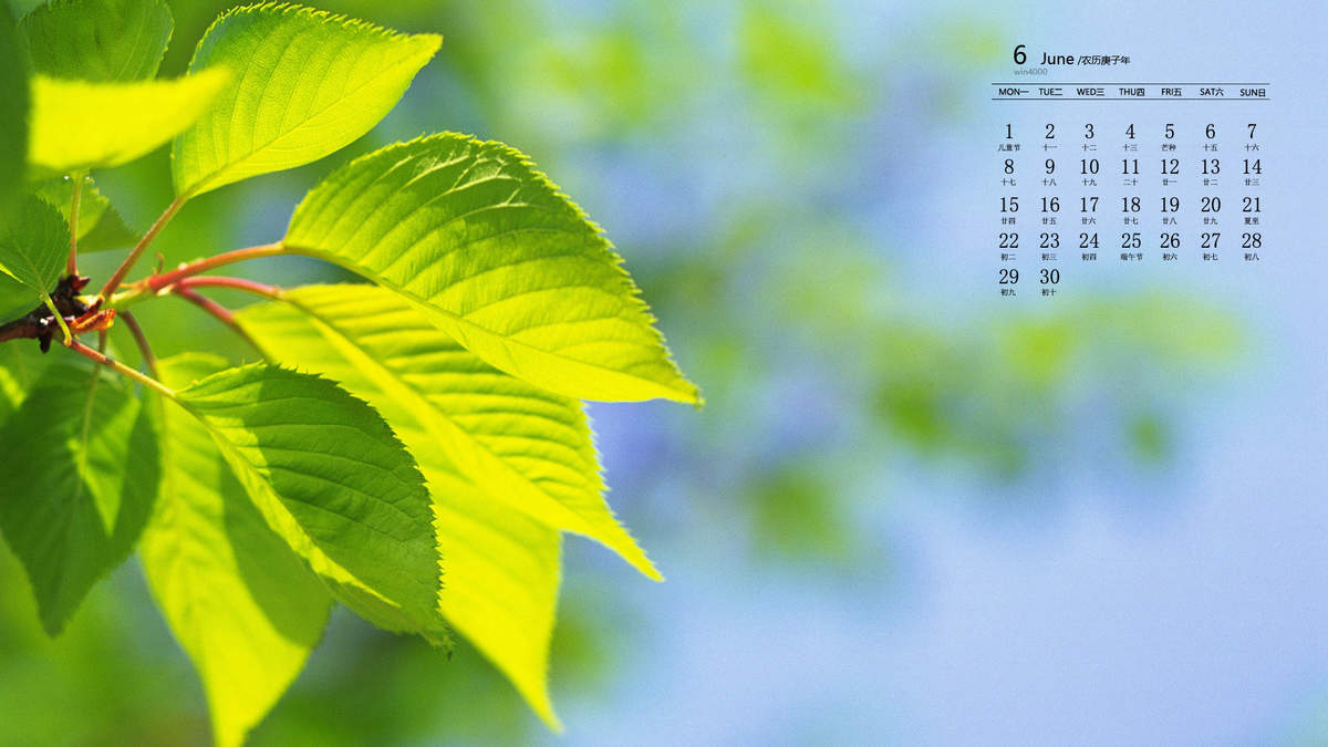 唯美清新绿色植物花卉高清摄影素材图片欣赏图片