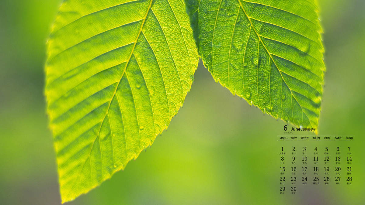 唯美清新绿色植物花卉高清摄影素材图片欣赏图片