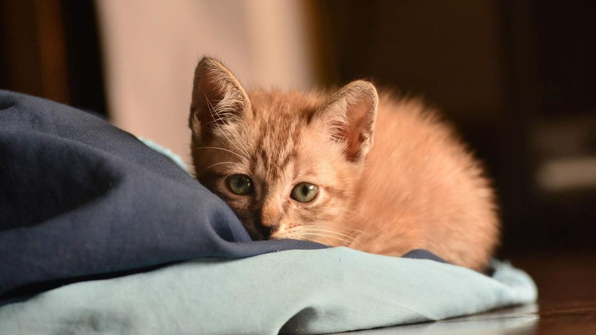猫睡觉姿势搞笑图片：睡觉也要成双睡图片