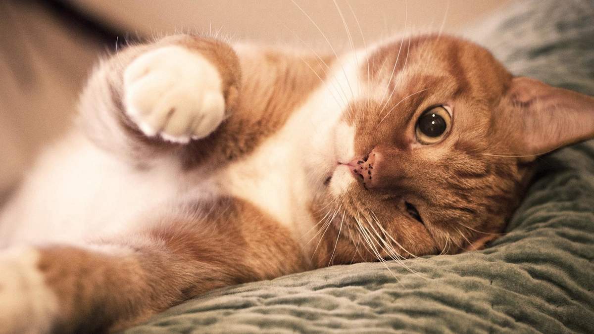 猫睡觉姿势搞笑图片：睡觉也要成双睡图片