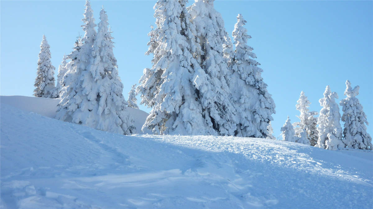 2016年11月日历冬天树木白雪风景精选壁纸下载图片