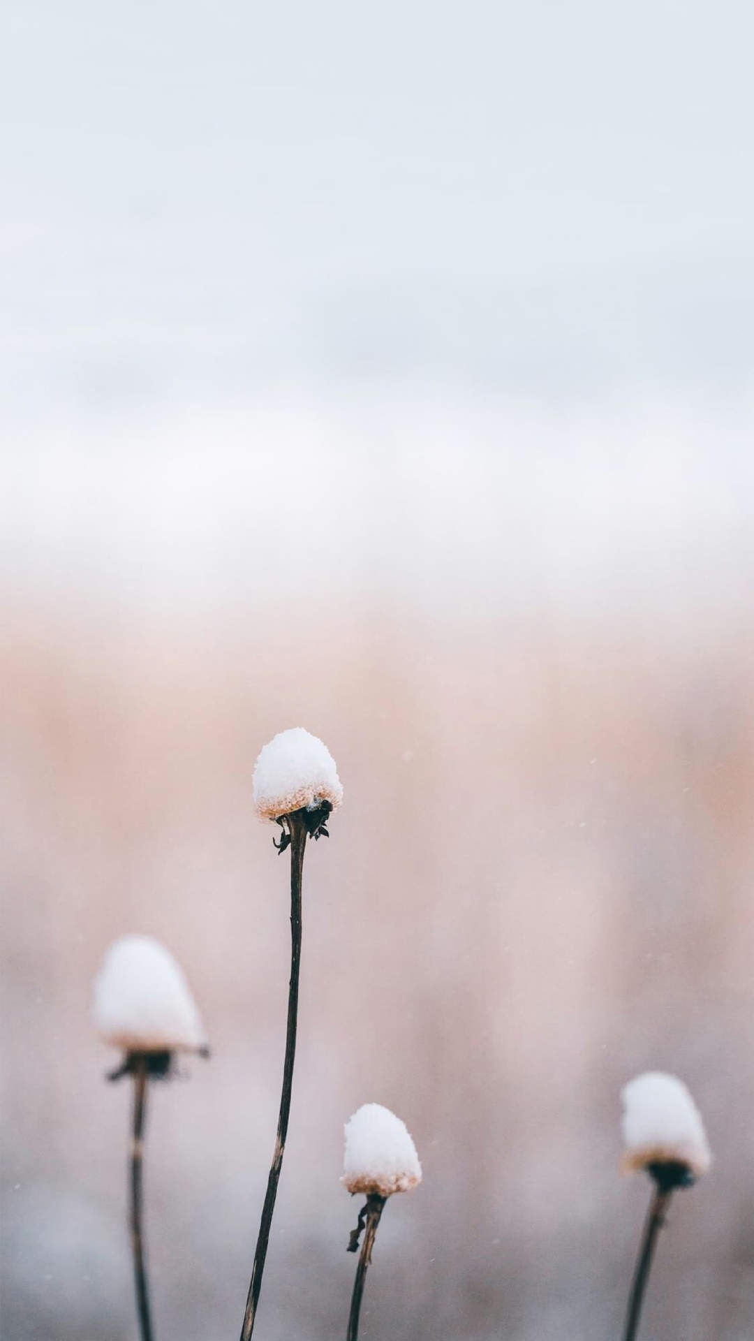 唯美冬日雪景图片手机壁纸图片