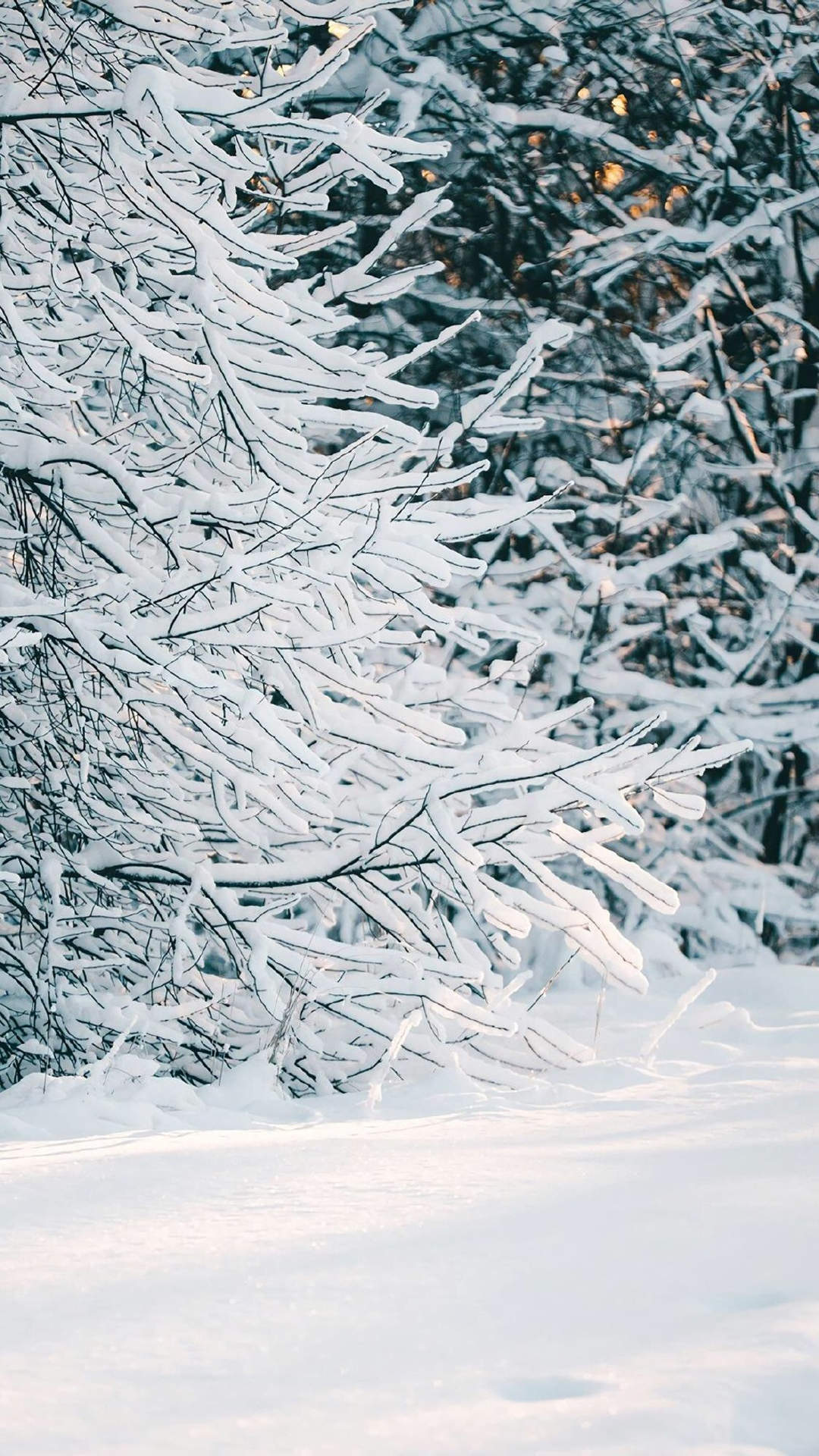 郑秀妍日本函馆冬日雪景唯美写真图片图片