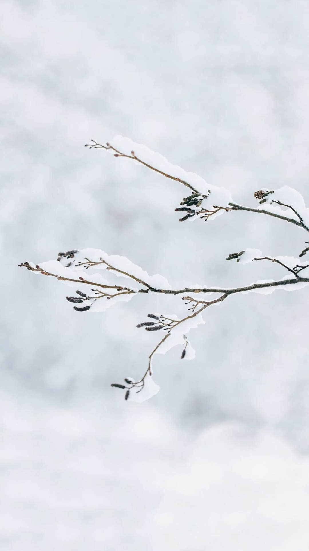 郑秀妍日本函馆冬日雪景唯美写真图片图片