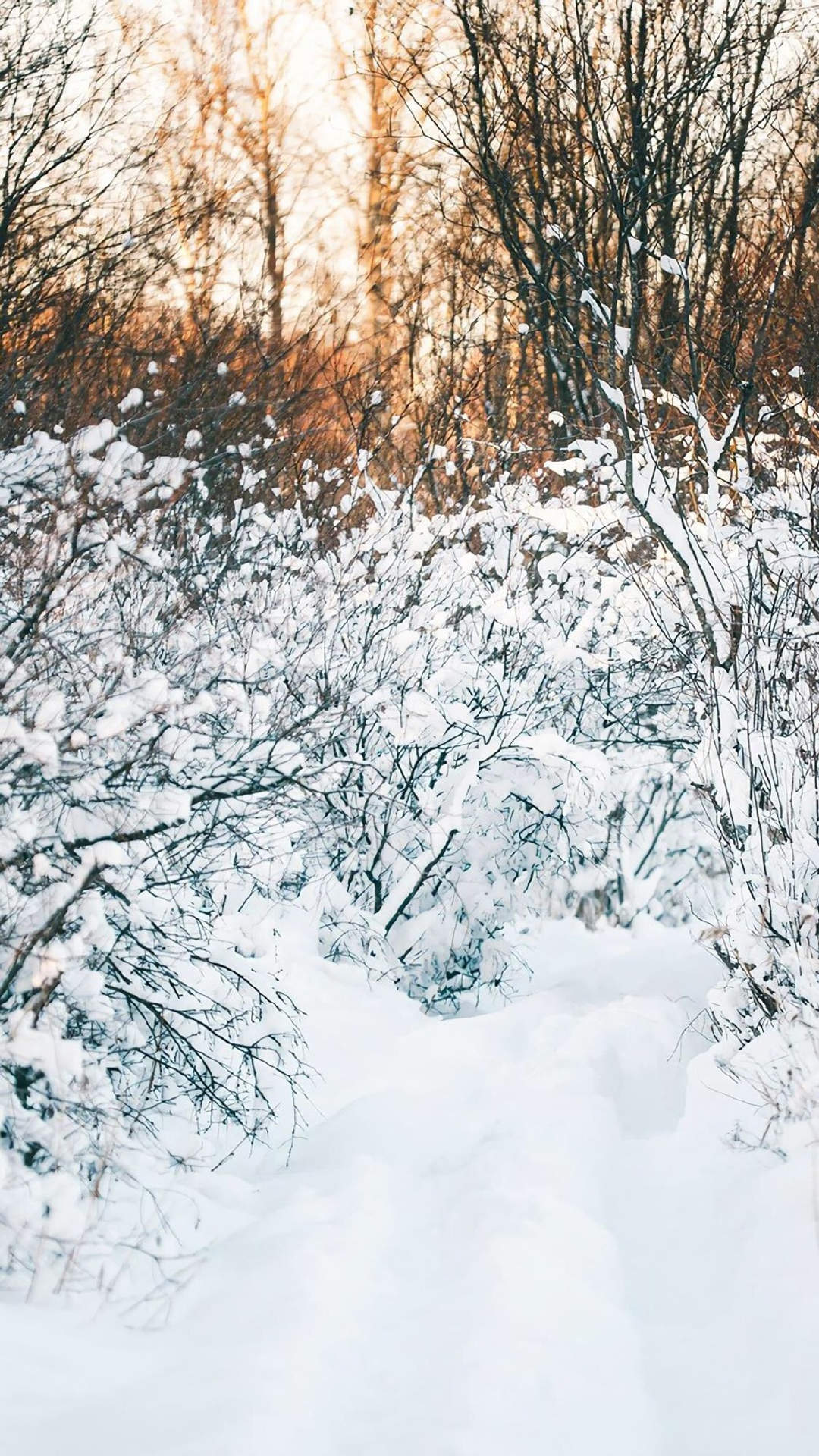 郑秀妍日本函馆冬日雪景唯美写真图片图片