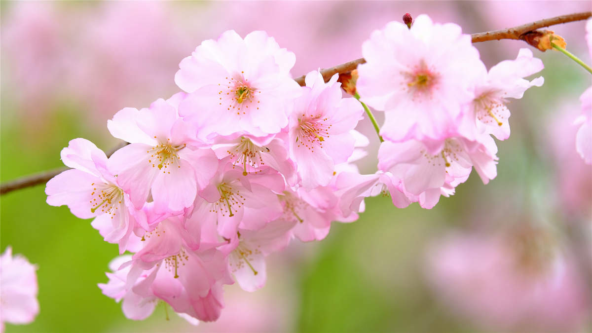 2019年4月春日唯美樱花高清日历壁纸图片