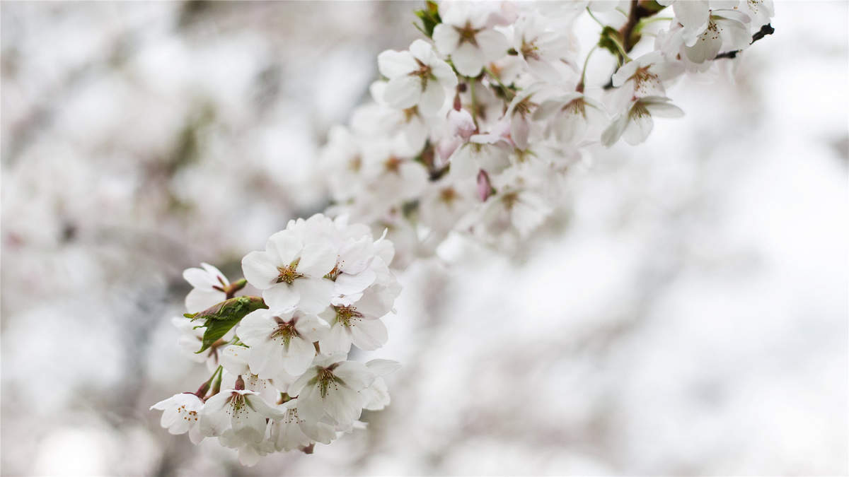 2019年4月春日唯美樱花高清日历壁纸图片