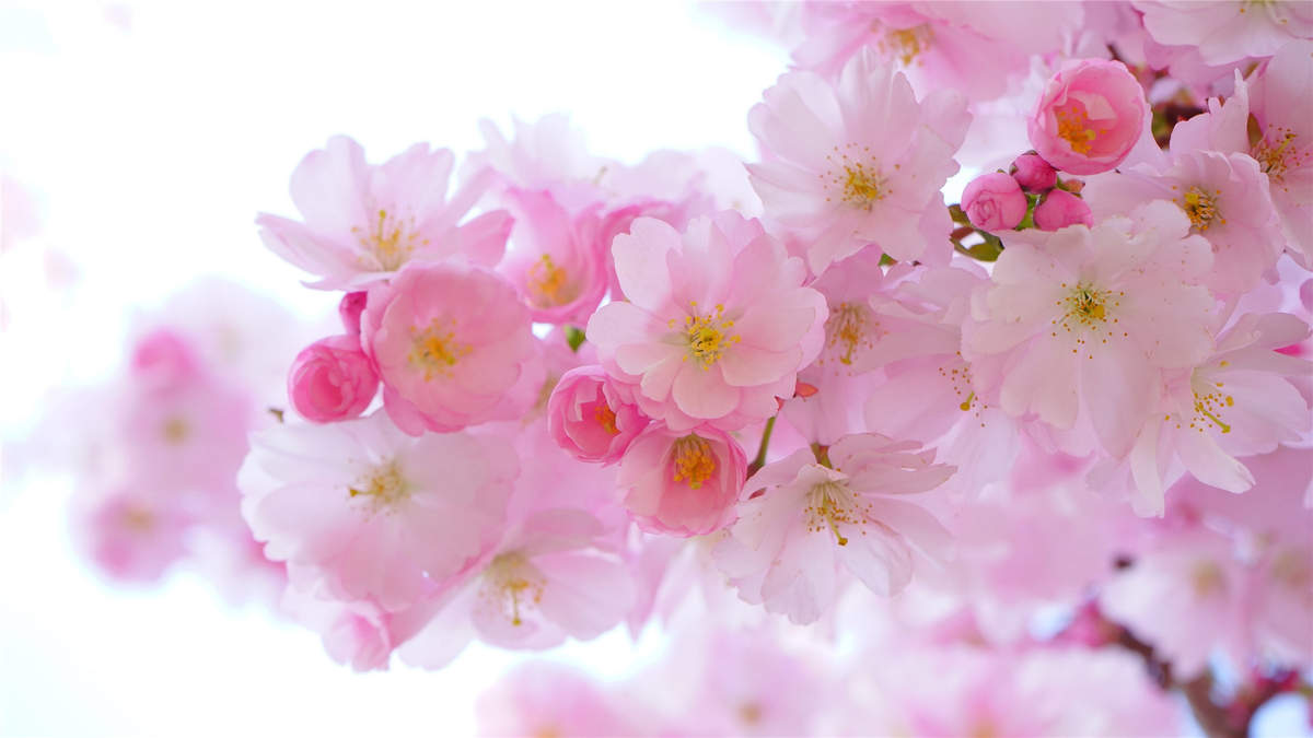 2019年4月春日唯美樱花高清日历壁纸图片
