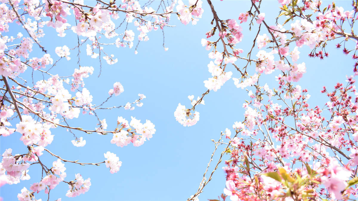 2019年4月春日唯美樱花高清日历壁纸图片