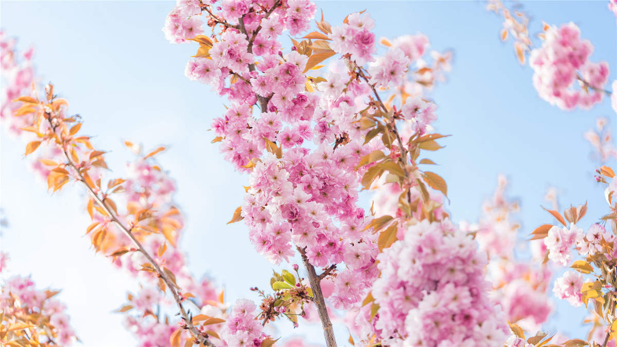2019年4月春日唯美樱花高清日历壁纸图片