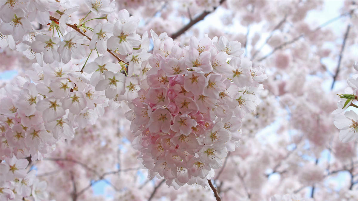 2019年4月春日唯美樱花高清日历壁纸图片