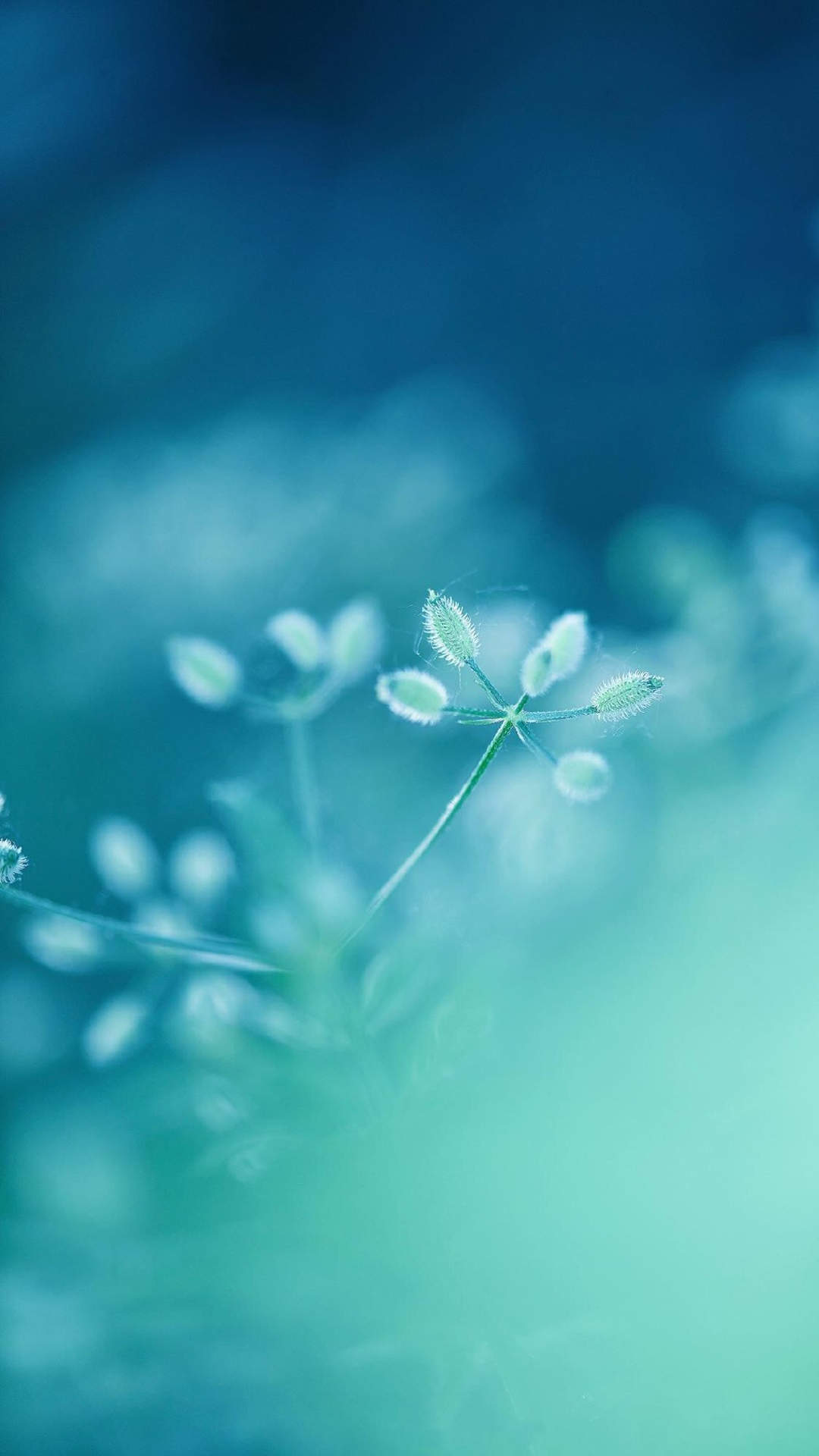 唯美清新绿色植物花卉高清摄影素材图片欣赏图片