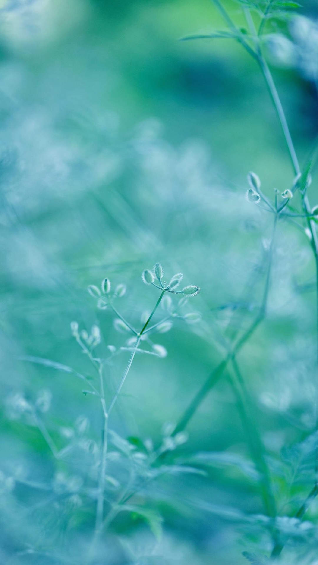 绿色植物图片