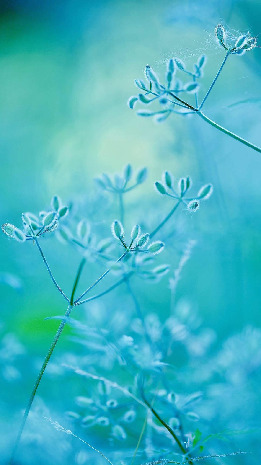 绿色植物图片