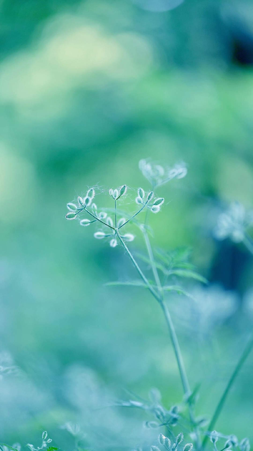 绿色植物图片