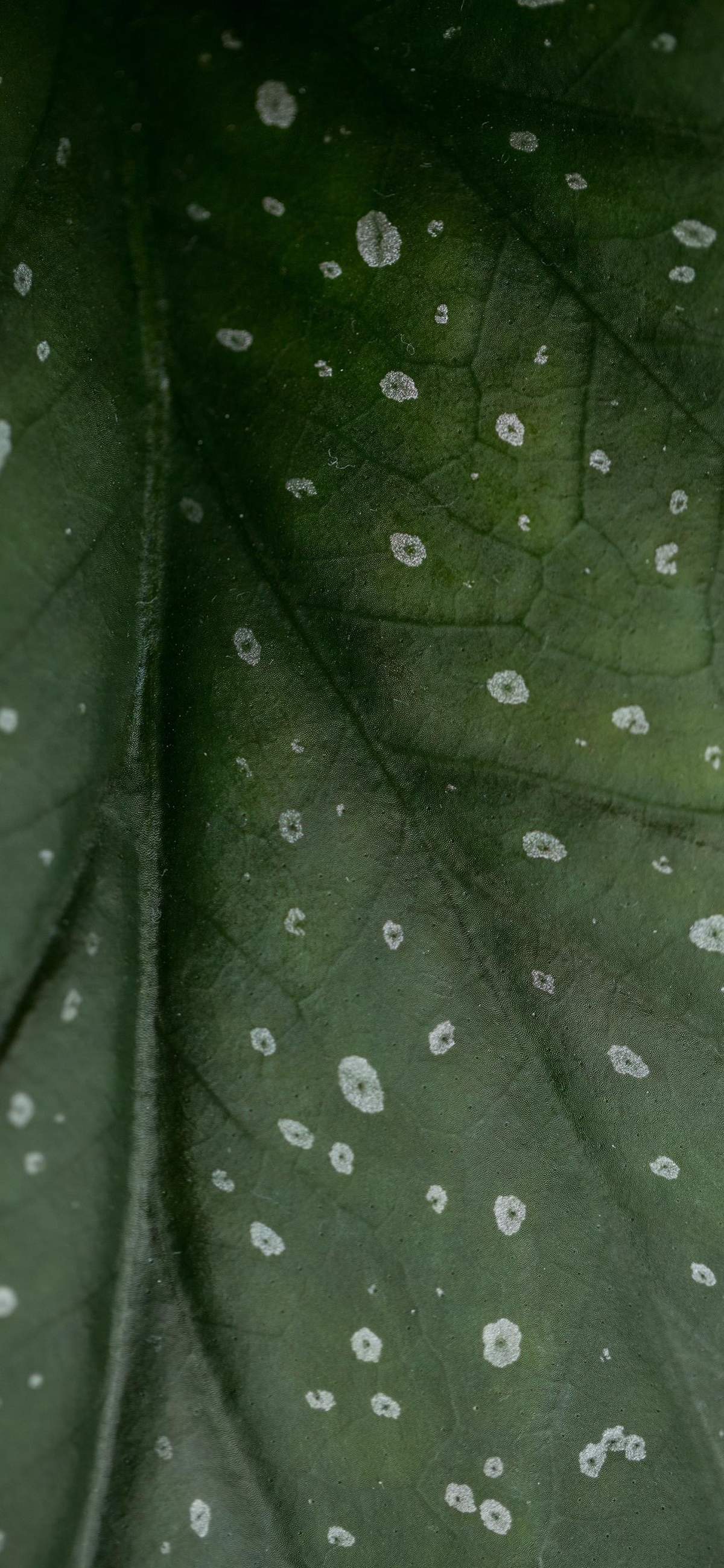 绿色清新护眼的圣诞节可爱卡通图片高清手机壁纸下载图片