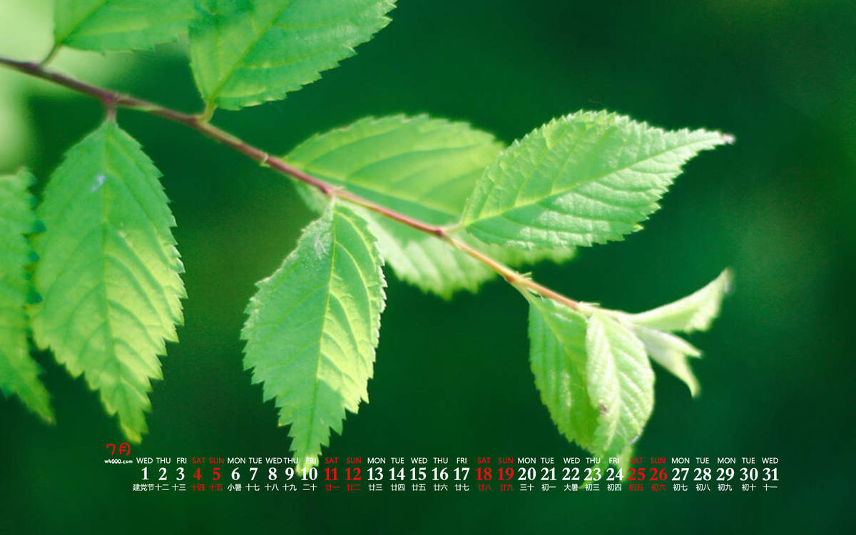 2015年6月日历壁纸清新大自然森林美景绿色护眼高清图片图片