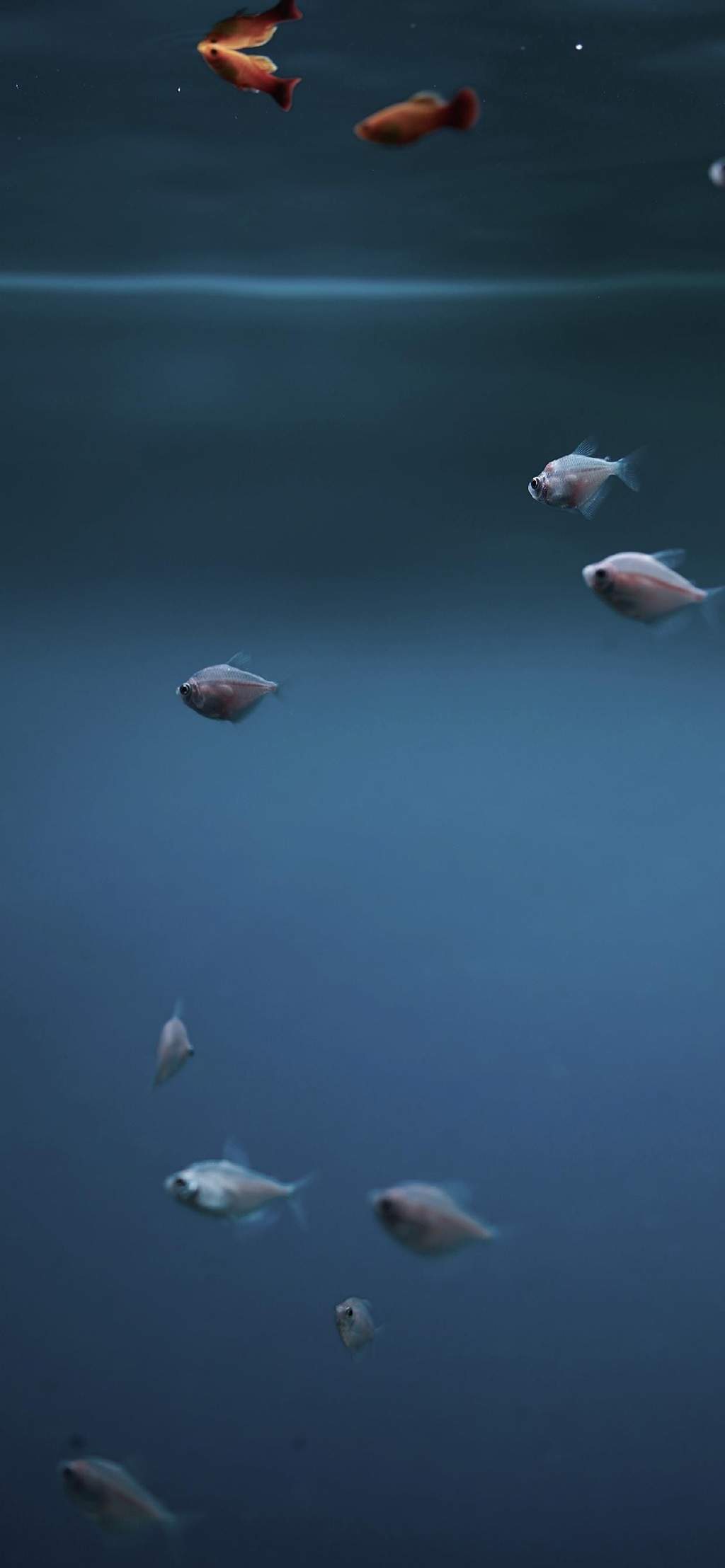 水母：神奇的海洋生物图片图片