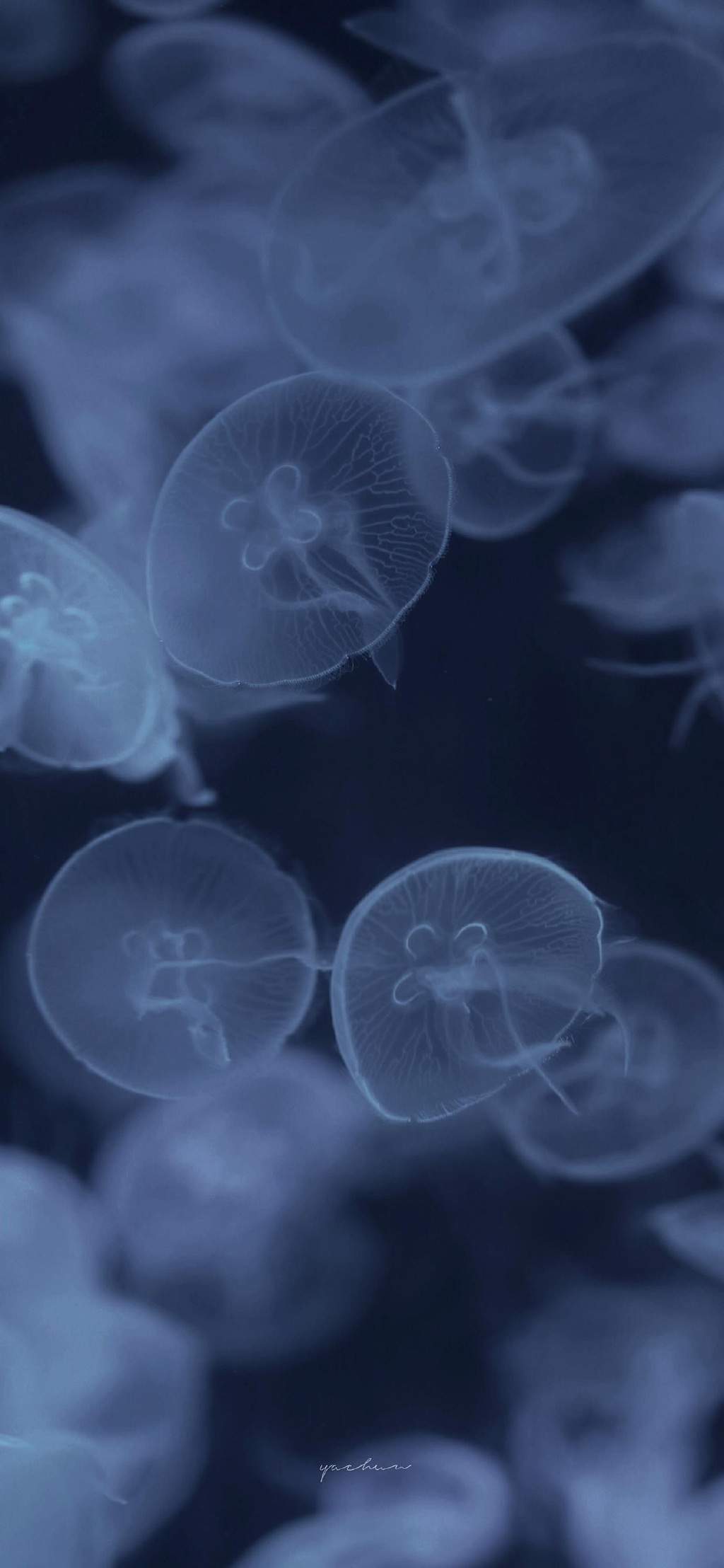 海洋生物可爱的海豚桌面壁纸图片