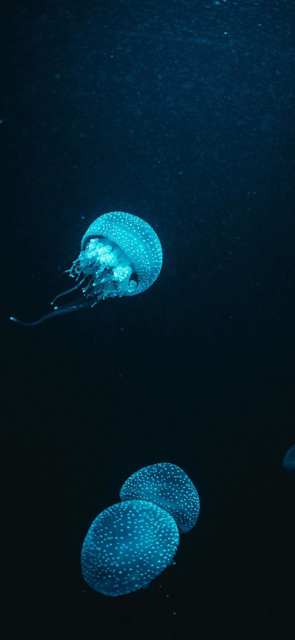 水母：神奇的海洋生物图片图片