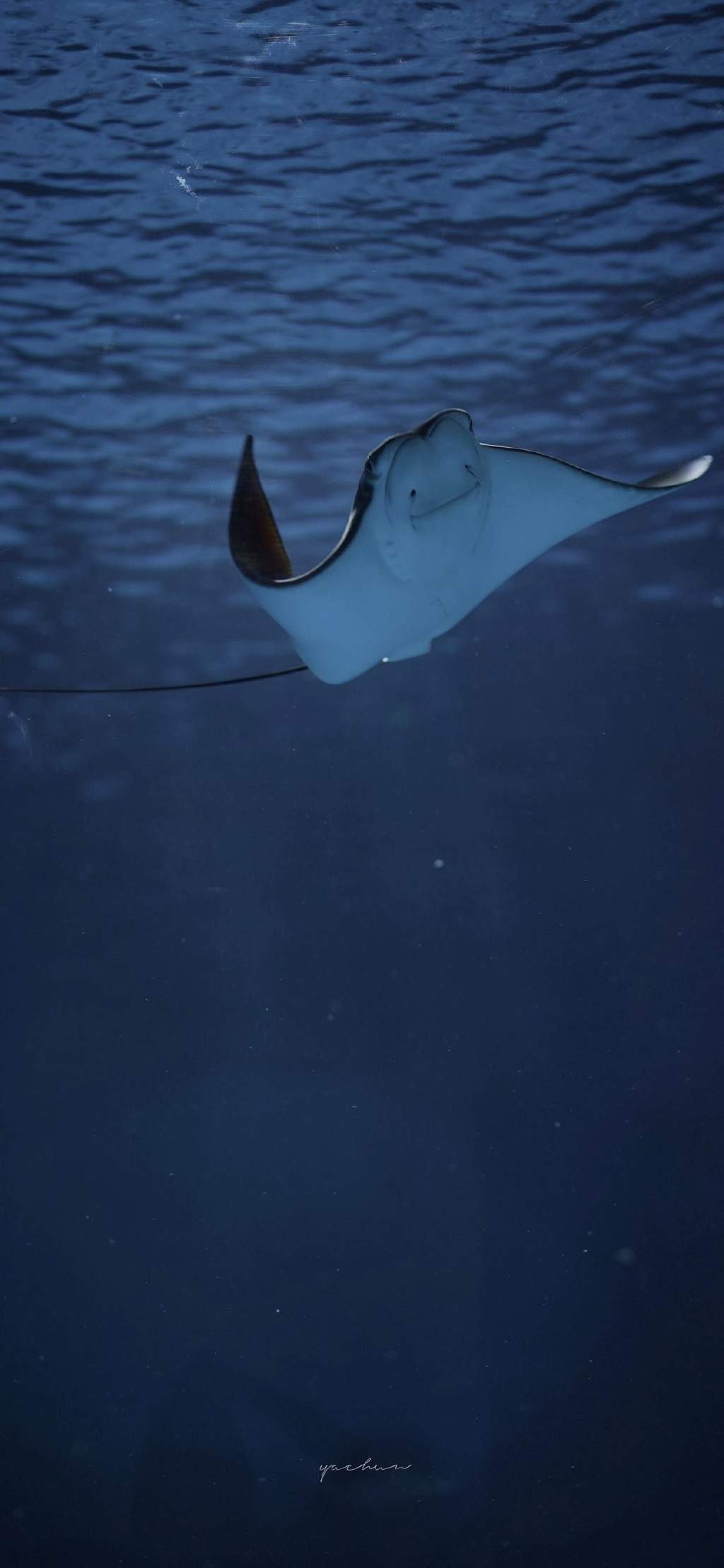 海洋生物可爱的海豚桌面壁纸图片