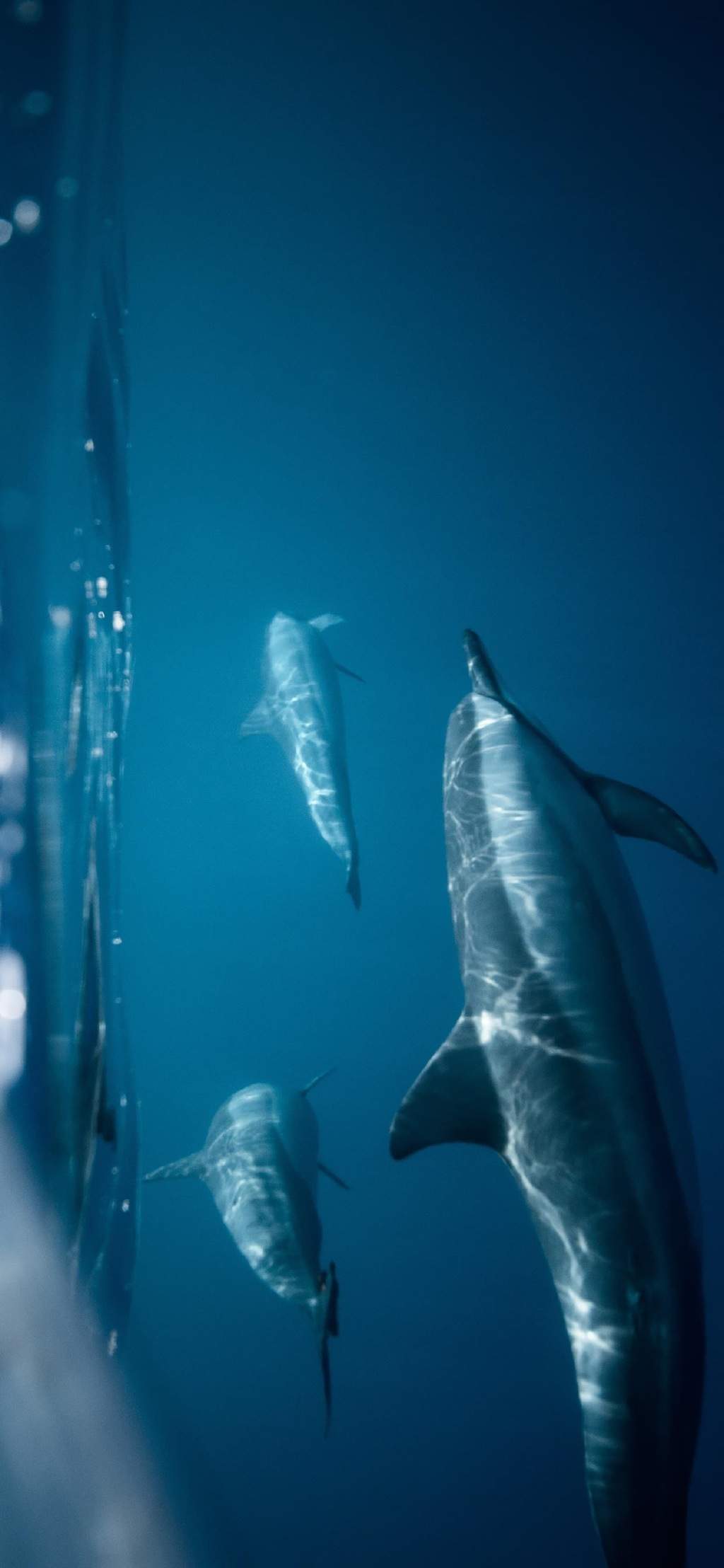 海洋生物图片