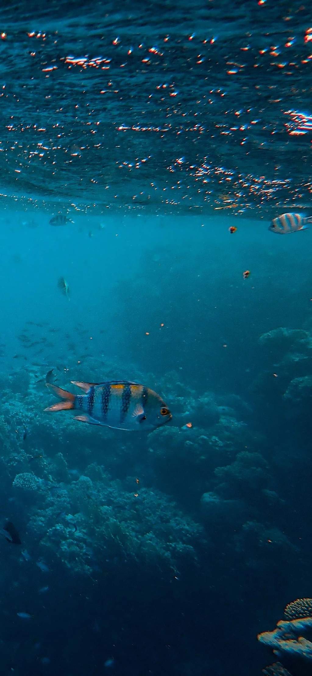 海洋生物图片
