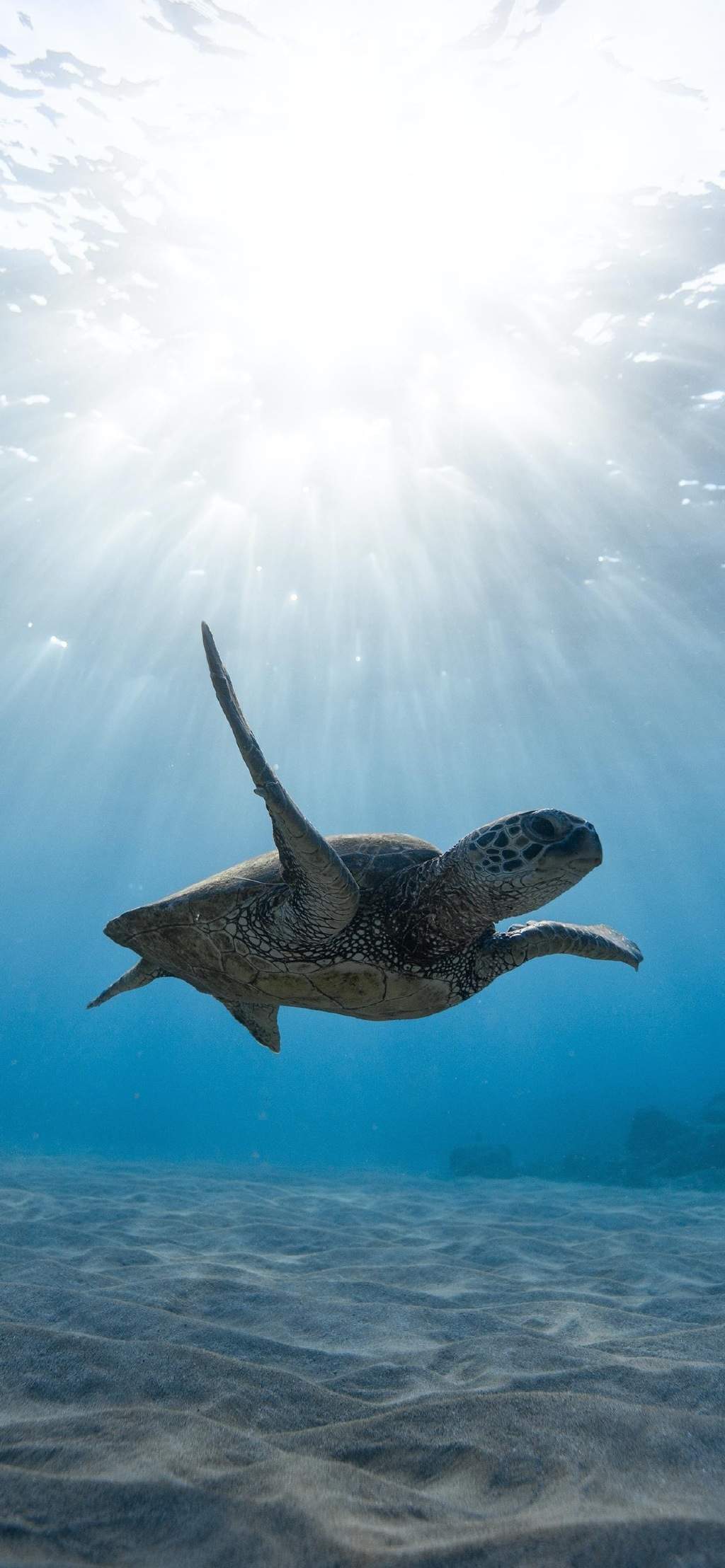 海洋生物图片