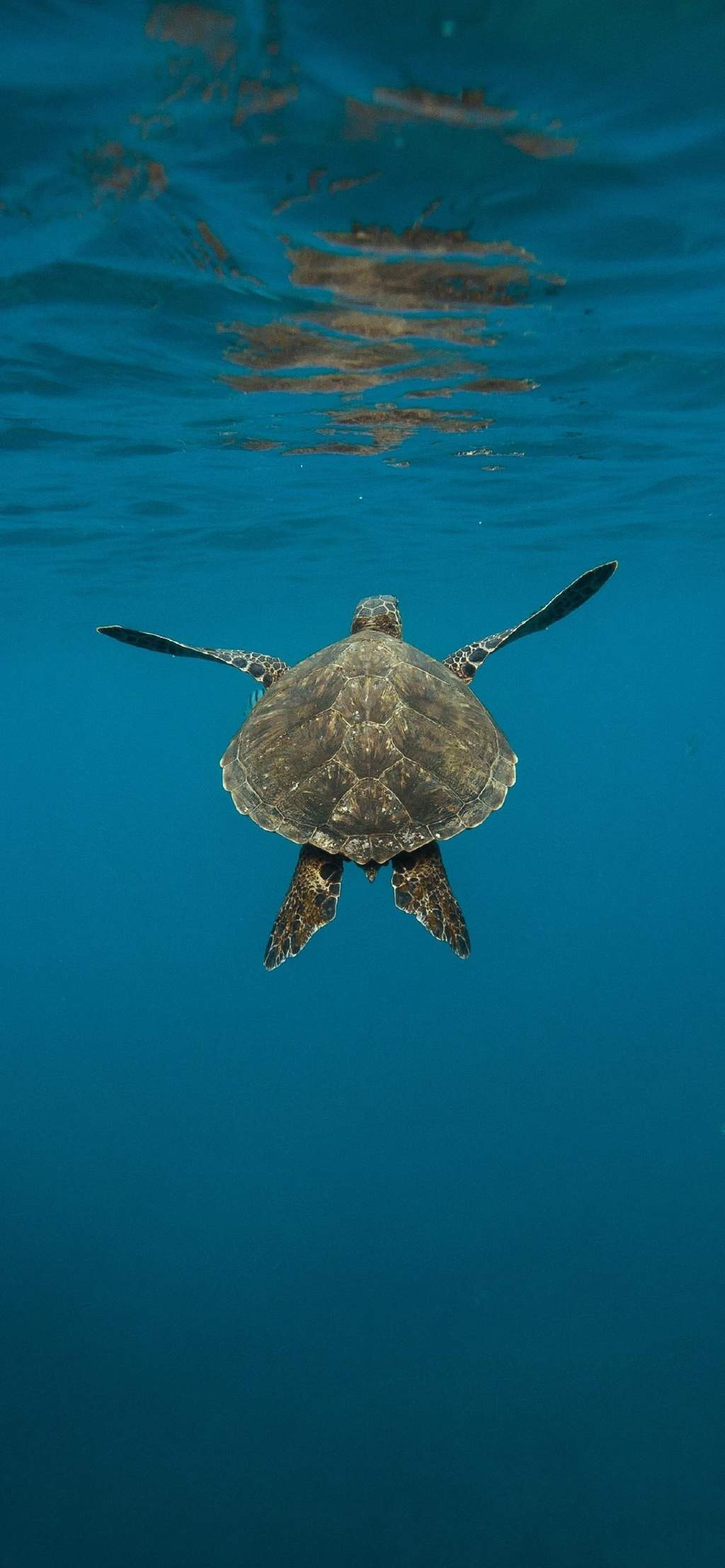 可爱海洋生物海龟图片桌面壁纸图片