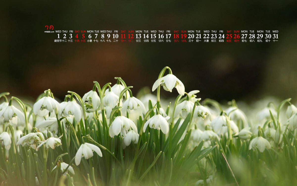 小清新绿色护眼手机壁纸图片