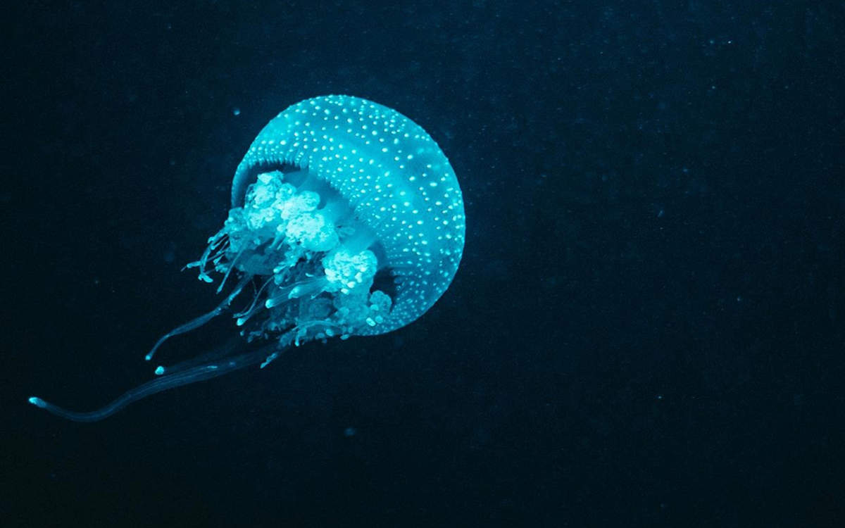 漂亮的海洋生物高清桌面壁纸图片