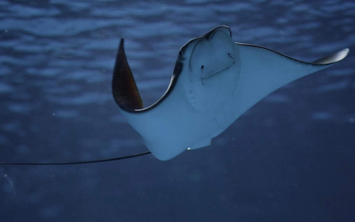 海洋生物图片