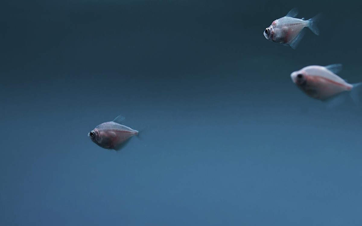 海洋生物图片