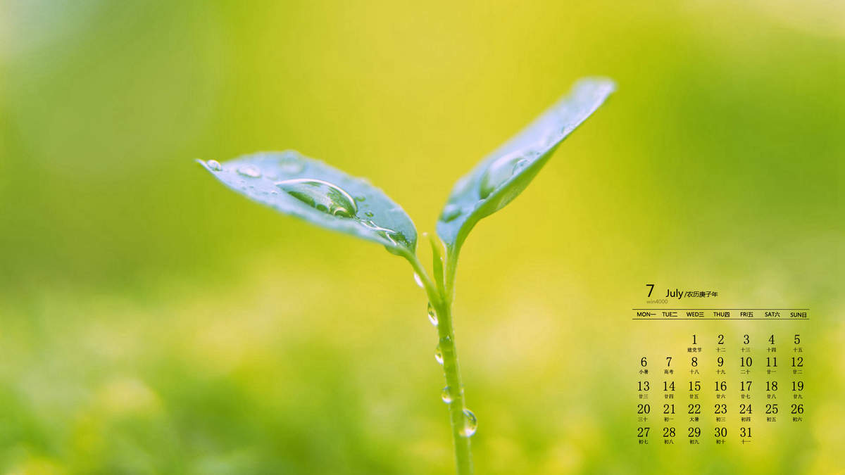 唯美清新绿色植物花卉高清摄影素材图片欣赏图片