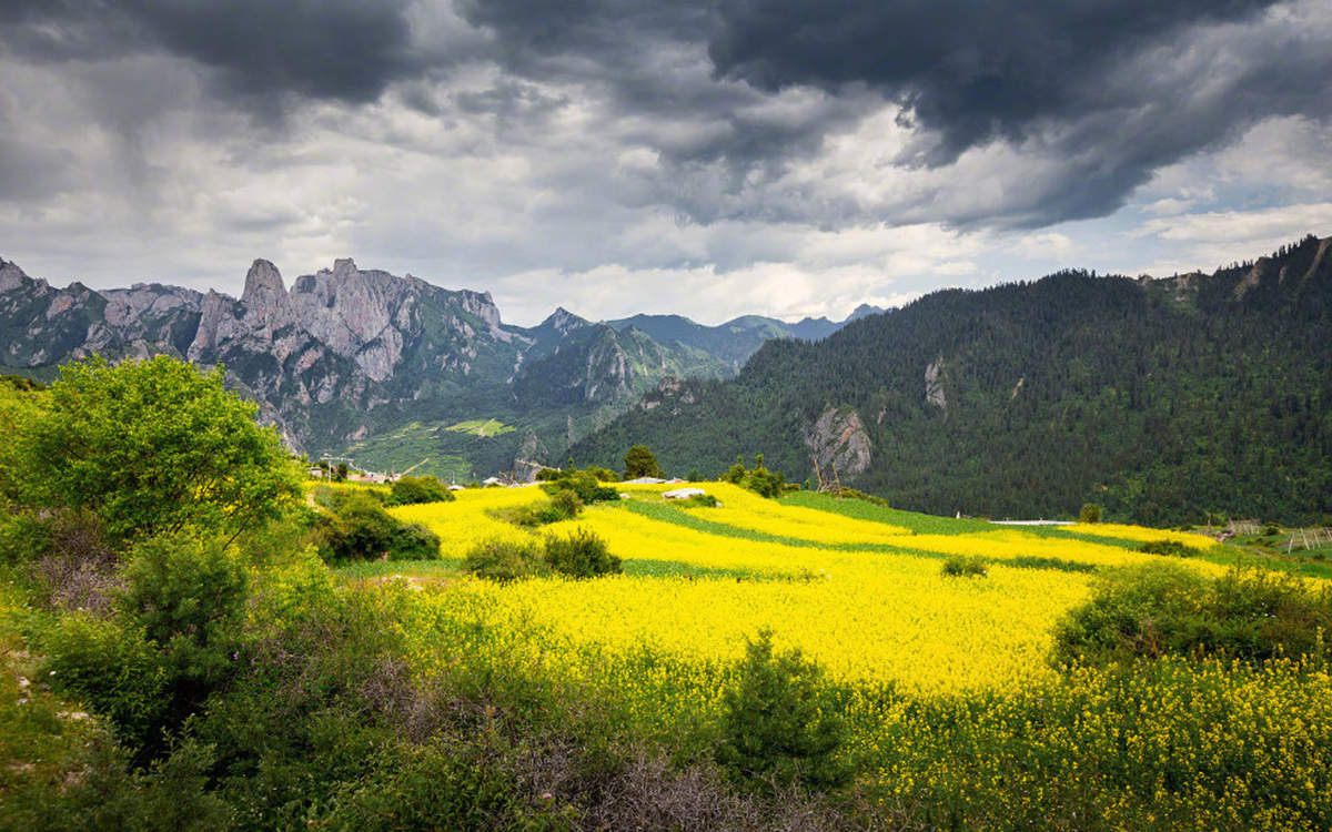 小清新绿色护眼手机壁纸图片